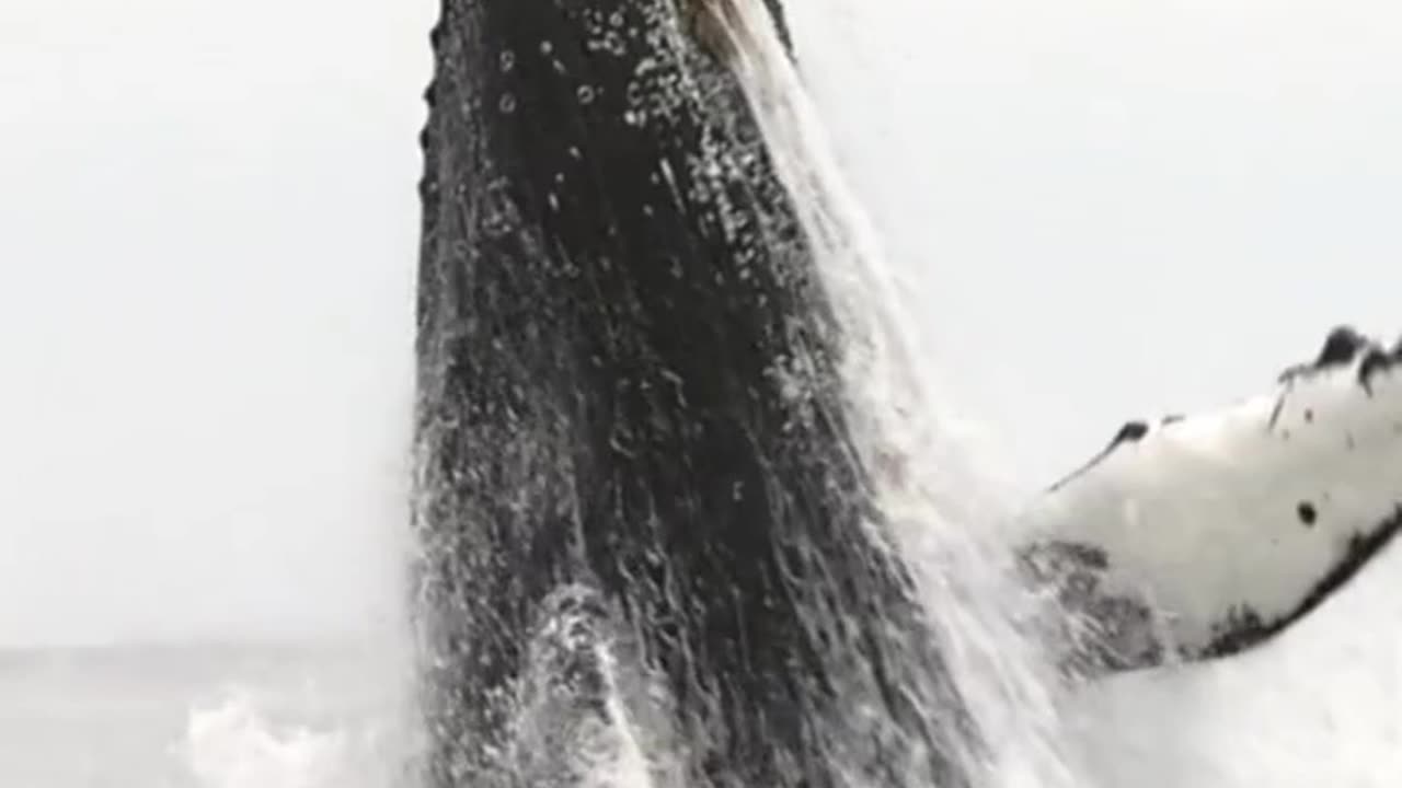 Oh God, the biggest whale in the world