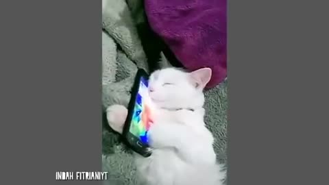 Fanny animal video 🤣 full enjoy