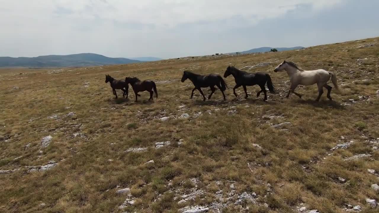 Aerial fpv drone shot of a herd of wild horses running on a green spring field at the sunset