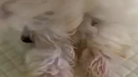 Dog licks his front paws