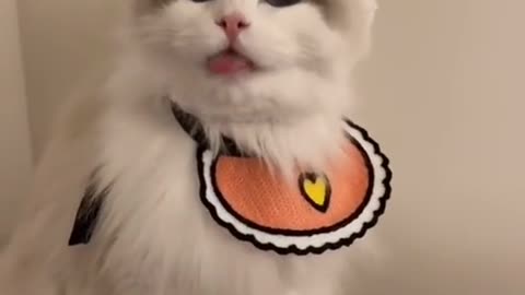 I’m a rabbit.