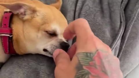 Doing a Kuchi Kuchi to my chihuahua🤣