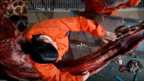 FOOLISH waheguru EXPOSED by Dawkins Giraffe