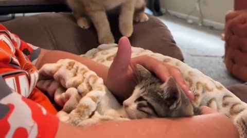 Cat fight 🤣🤣🐺🐺❤️❤️