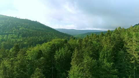 forest3