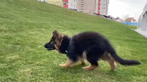This is why we got a new German Shepherd Puppy
