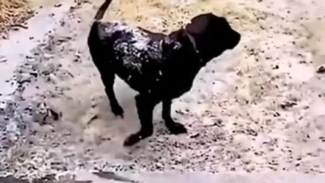 Vídeo de Cachorros e Gatos Desastrados, Engraçados e Fofos