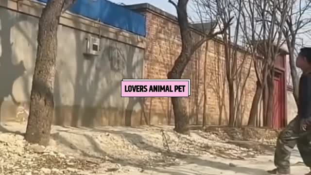OMG🤦♂️What Doing Funny Dog🐶