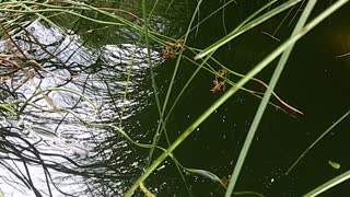 The Pond and the Koi
