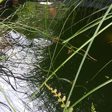 The Pond and the Koi