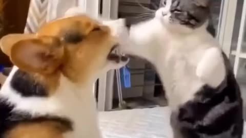 Never seen such a fight between dog and cat