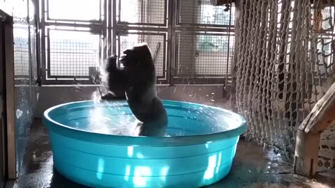 A gorilla in a pool dancing to Maniac.