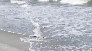 Giant Canebrake Rattlesnake Enjoying the Beach