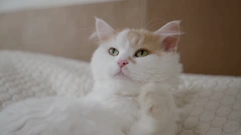 The cat is kissing the body
