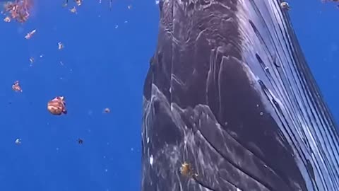 "The Mysterious Whims of Whales: Unveiling the Unexpected Choices of the Ocean Giants"