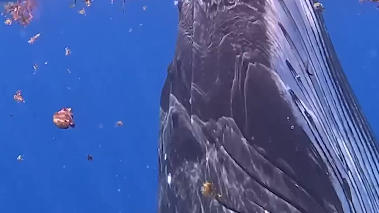 "The Mysterious Whims of Whales: Unveiling the Unexpected Choices of the Ocean Giants"