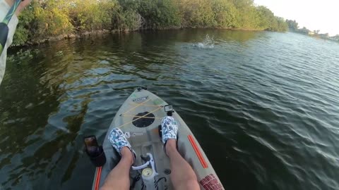 Winter Time Florida Hog, Plus some dinks.