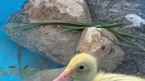 Wow! Little Skateboarding Duck