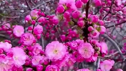 Relaxing Music 24/7, Sleep Music, Stress Relief Music, Spa, Meditation, Yoga, Zen, Sleeping Music🔴