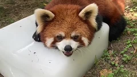 red pandas