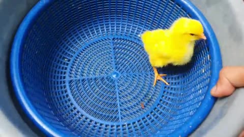 Catching chickens,cute chickens, rainbow chickens