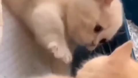 Beautiful cat . cat fight .