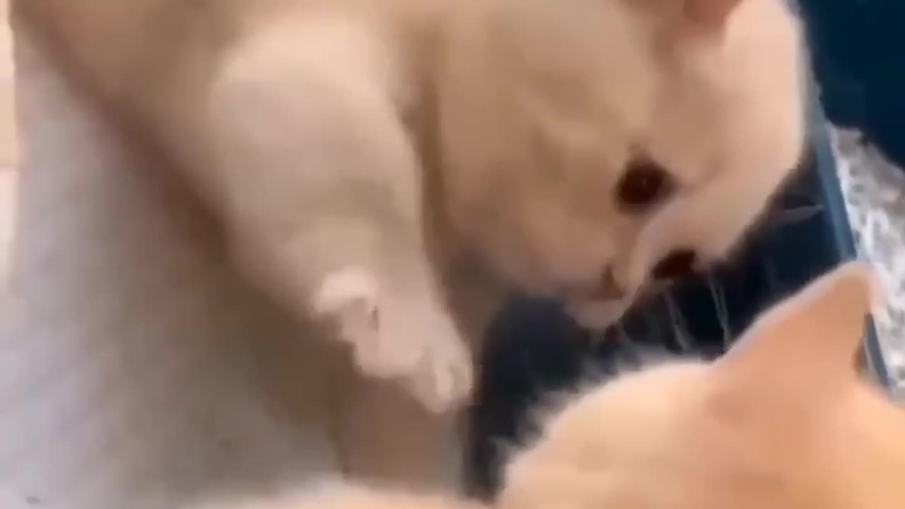 Beautiful cat . cat fight .