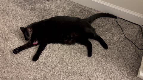Adopting a Cat from a Shelter Vlog - Cute Precious Piper is Enjoying Her Bath