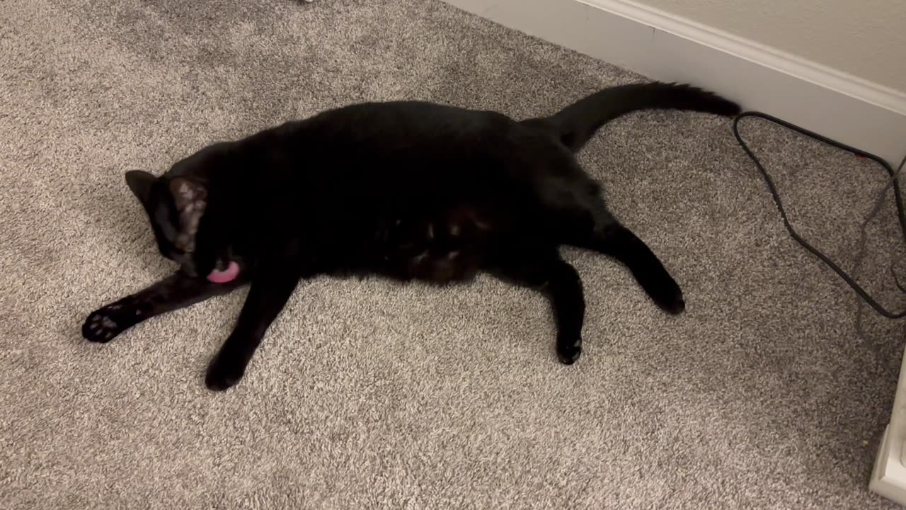 Adopting a Cat from a Shelter Vlog - Cute Precious Piper is Enjoying Her Bath