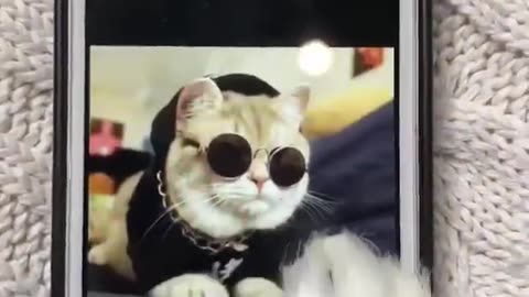 Funy cat