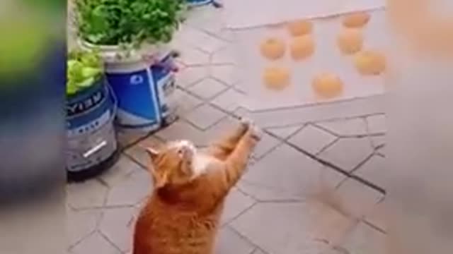 Funny and Cute Catz