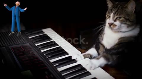 Cat fun video