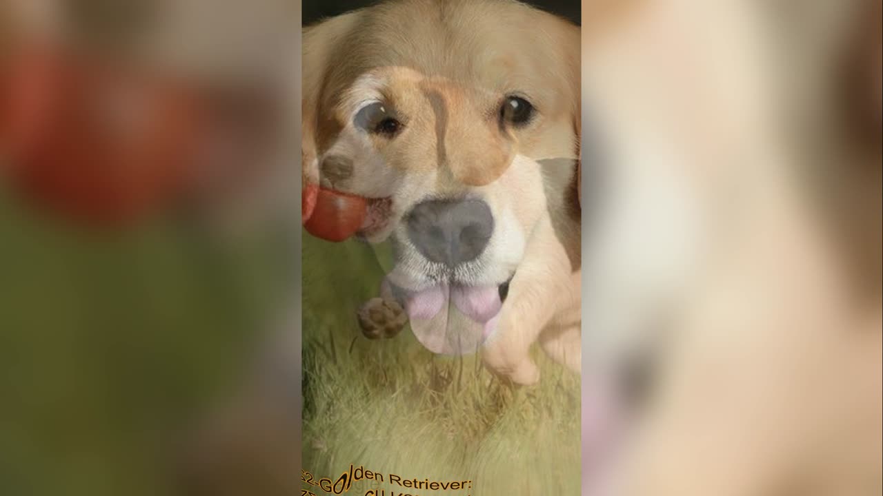 5 dog breeds that you can choose for the first time #shorts