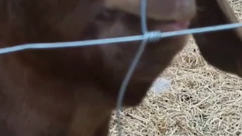 The End 😂😂😂 #viral #shorts #reels #funny #fails