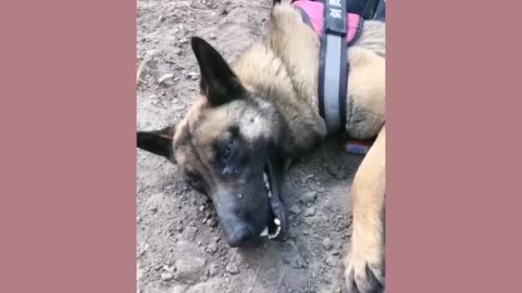 The dog saved child life good dogs