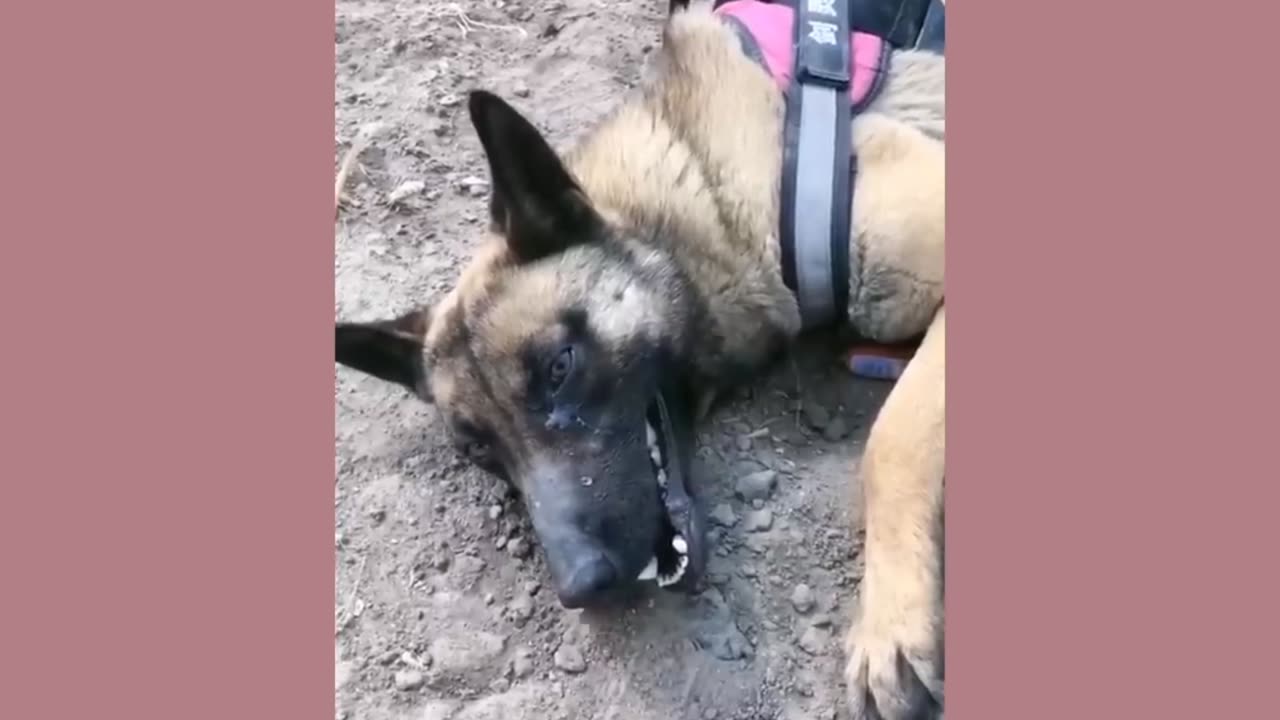 The dog saved child life good dogs
