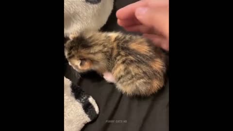 Most Funniest Cats 😹- Best Of The 2022 Funny Cat Video