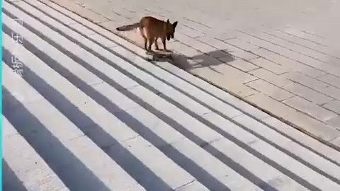 Shorts Dog Skateboarding