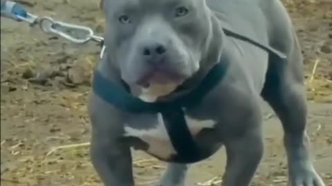 Black Pitbull dangerous looking