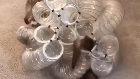 FUNNY ANIMAL VIDEO