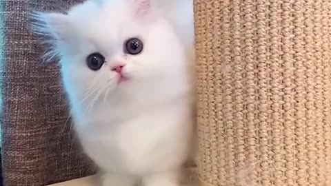 😍Cutie cat😍