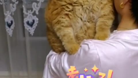 It "meow" called to get up again,