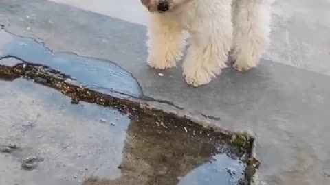 Hairy puppy
