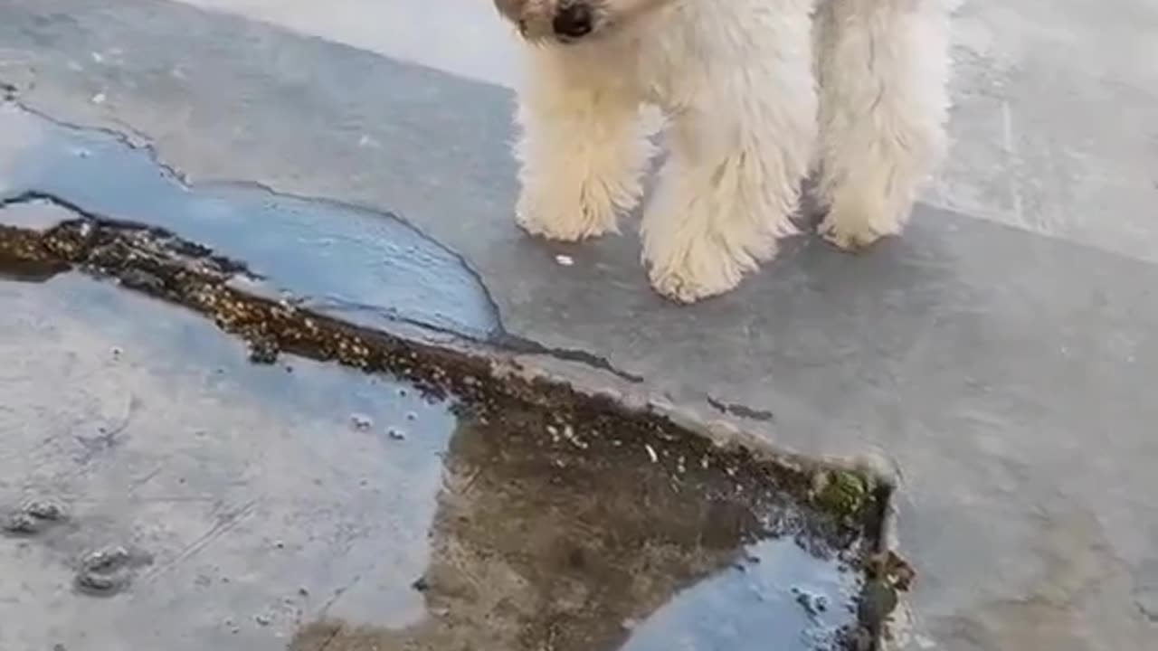 Hairy puppy