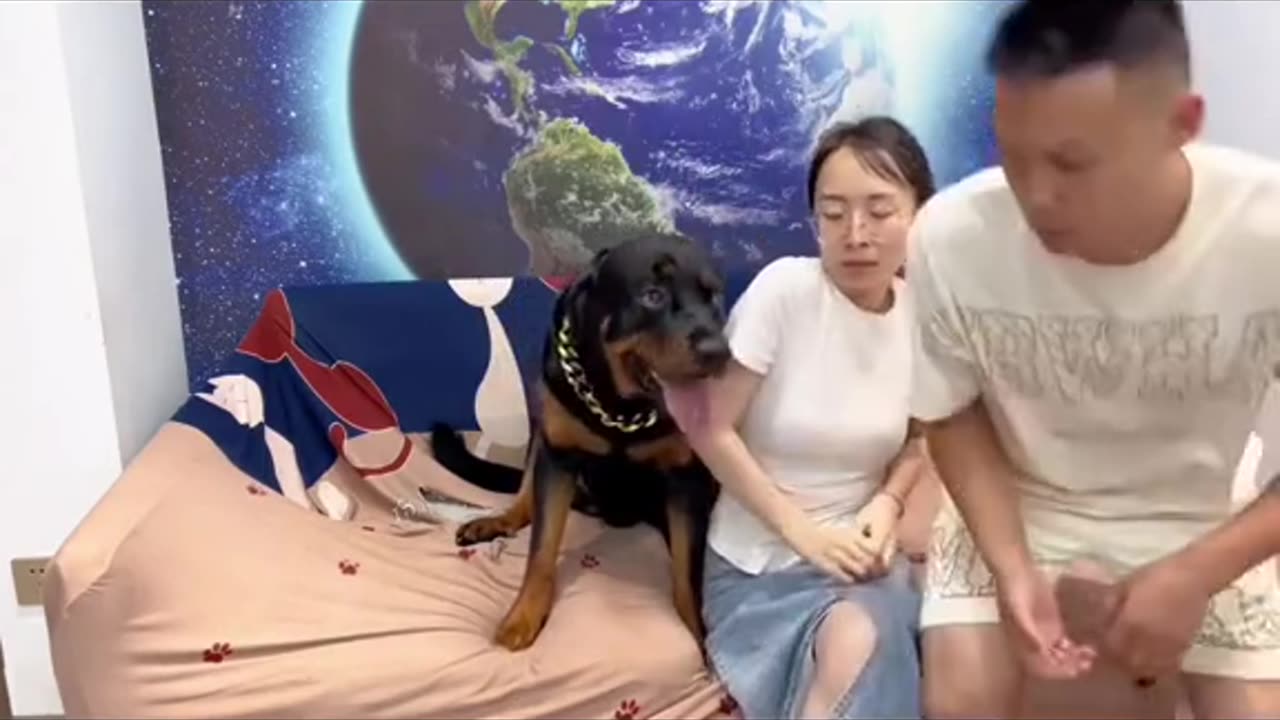 😂😅 #dog #dogfunny #dogstagram #fypシ゚viralシ #gift #art #girls #happy #giftideas
