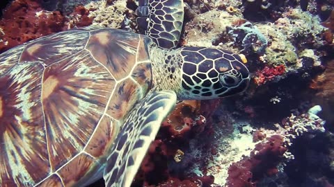 Sea Turtle