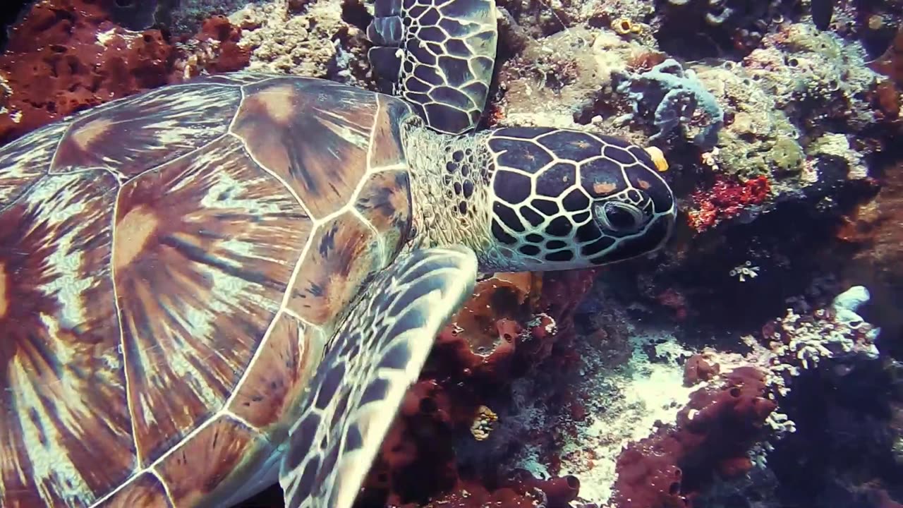 Sea Turtle
