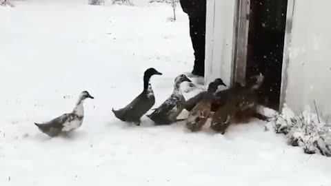 VERY BEAUTIFUL ANIMALS 👌😂