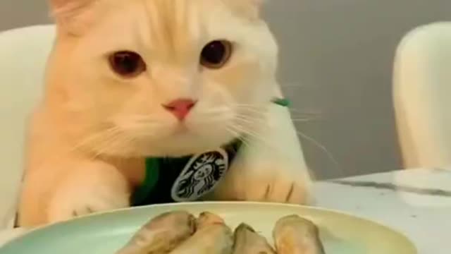 Hilarious Paws - Try Not to Laugh Animal Videos
