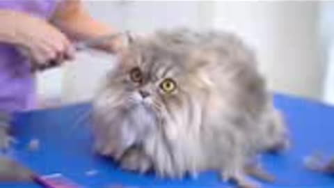 The cat groomer relieves stress while working💨